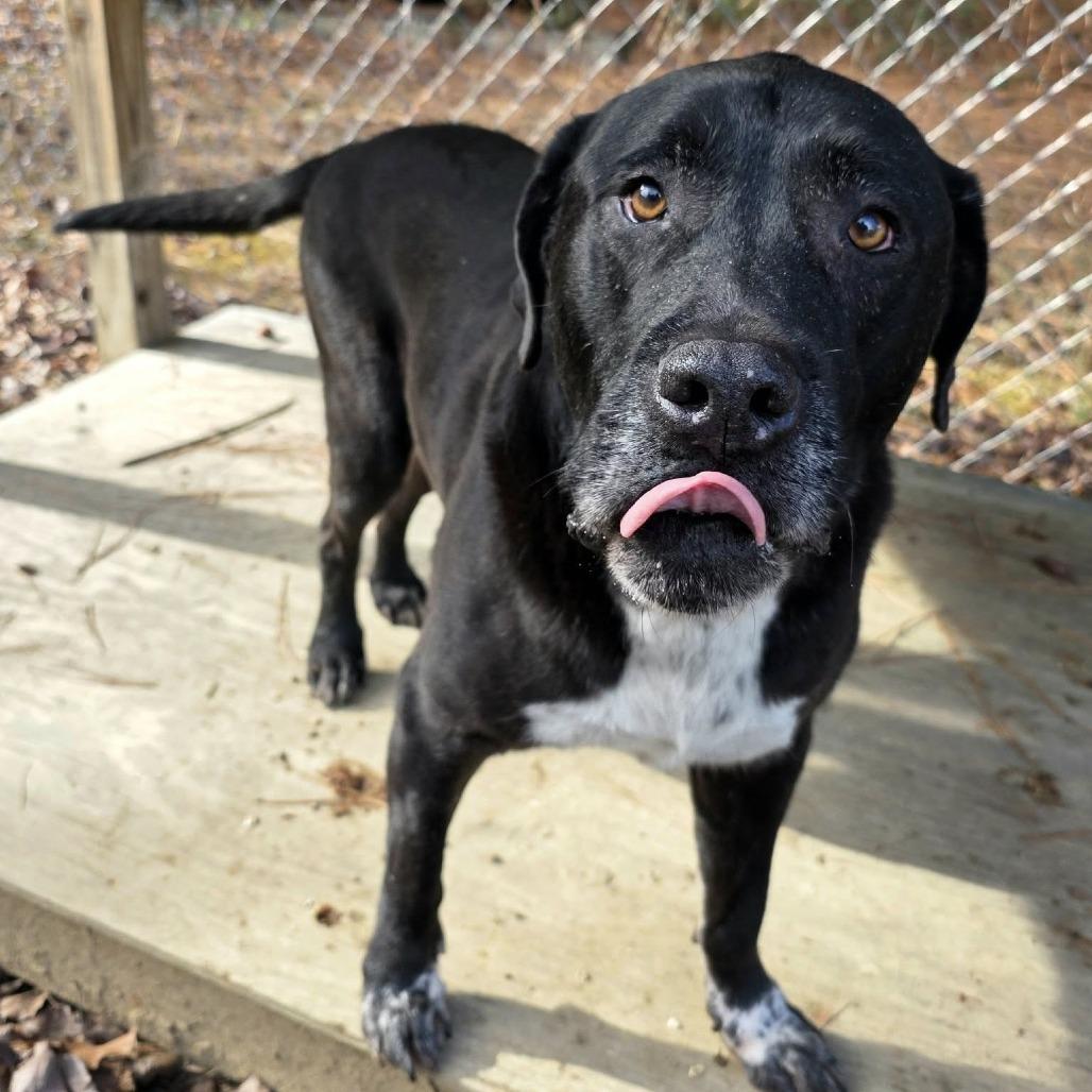 Enlarge ELM 24(Diesel), a Adoptable Mixed Breed in Gadsden, AL image 6/6