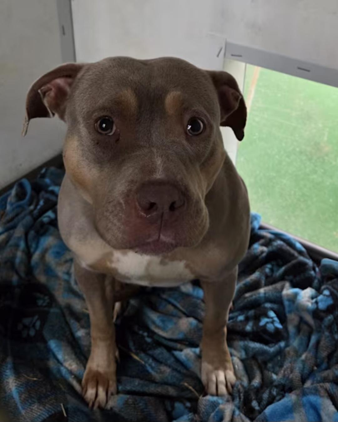 Libby , adopted, Adult Female American Bully.