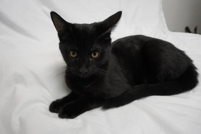 Theo, ADOPTABLE, Kitten Male Domestic Short Hair.