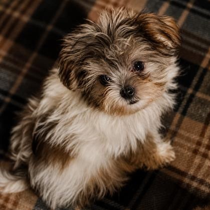 Gidget, an adopted Morkie in East Dundee , IL image 1/3