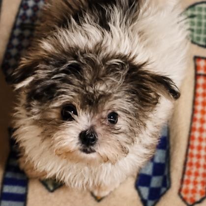 Gidget, an adopted Morkie in East Dundee , IL image 3/3