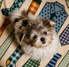 Gidget, an adopted Morkie in East Dundee , IL image 2/3
