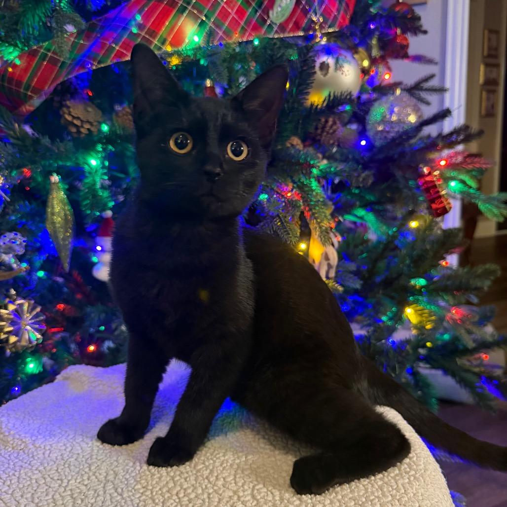 Enlarge Shadow, a Adoptable Domestic Short Hair in Flower Mound, TX image 1/6