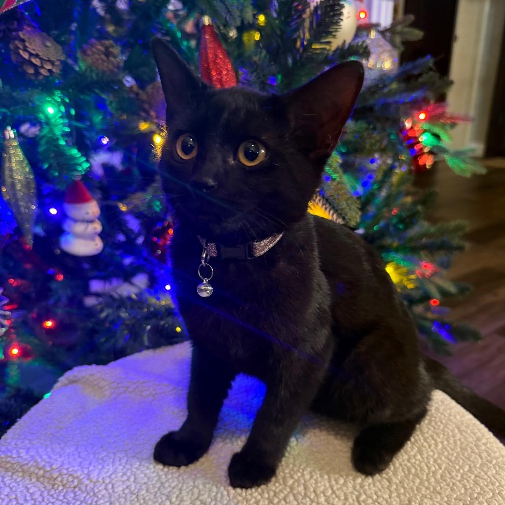 Enlarge Shadow, a Adoptable Domestic Short Hair in Flower Mound, TX image 2/6