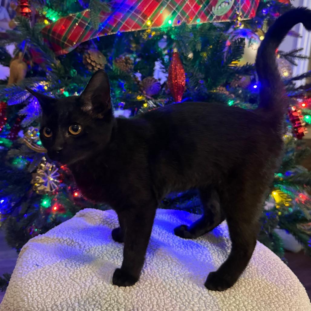 Shadow, a Adoptable Domestic Short Hair in Flower Mound, TX image 3/6