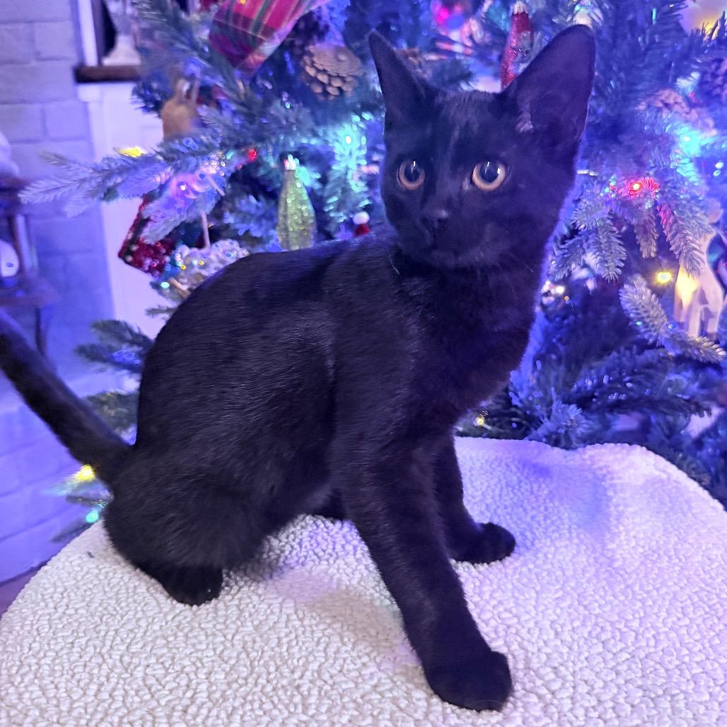 Shadow, a Adoptable Domestic Short Hair in Flower Mound, TX image 4/6