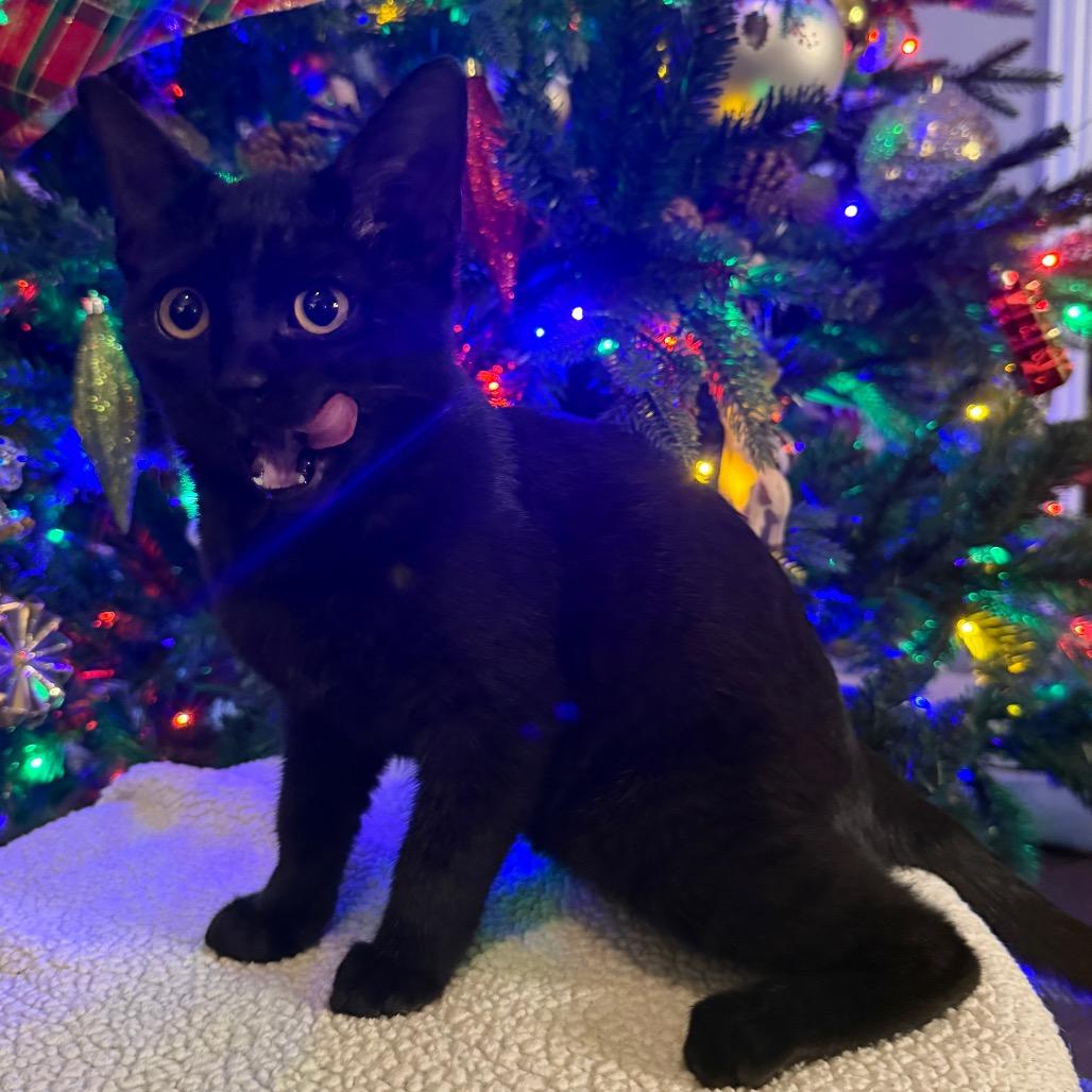 Enlarge Shadow, a Adoptable Domestic Short Hair in Flower Mound, TX image 3/6