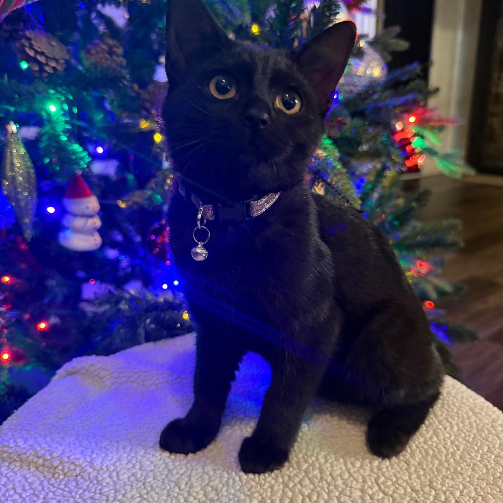 Enlarge Shadow, a Adoptable Domestic Short Hair in Flower Mound, TX image 4/6