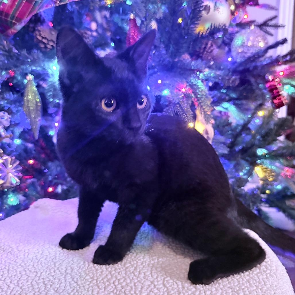 Enlarge Shadow, a Adoptable Domestic Short Hair in Flower Mound, TX image 6/6