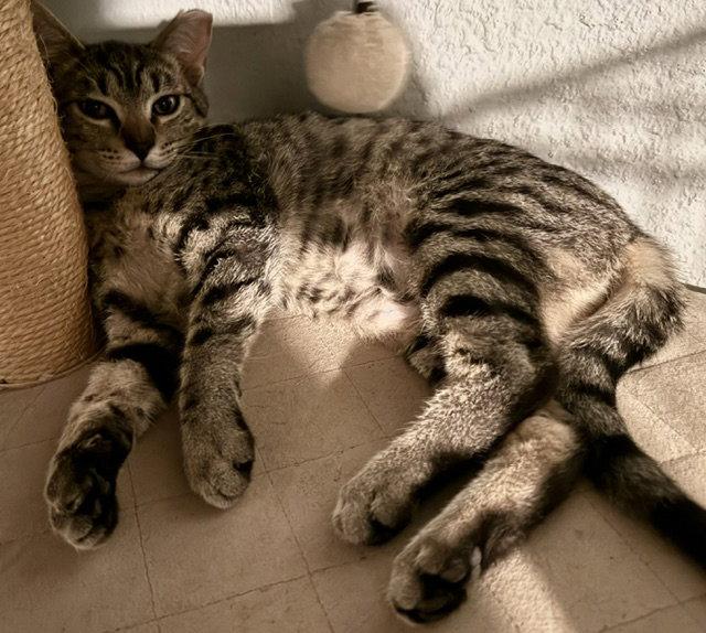 June & April - year round lovebugs - CCC, Adoptable, Kitten Female Tabby & Domestic Short Hair.