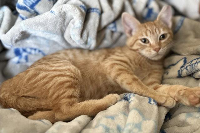 Enlarge June & April - year round lovebugs - CCC, a Adoptable mixed breed in San Luis Obispo, CA image 2/2
