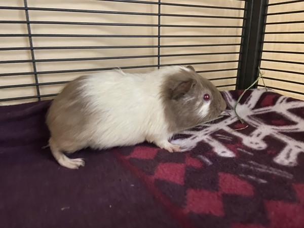 Enlarge Aurora, a Adoptable mixed breed in Escondido, CA image 1/1