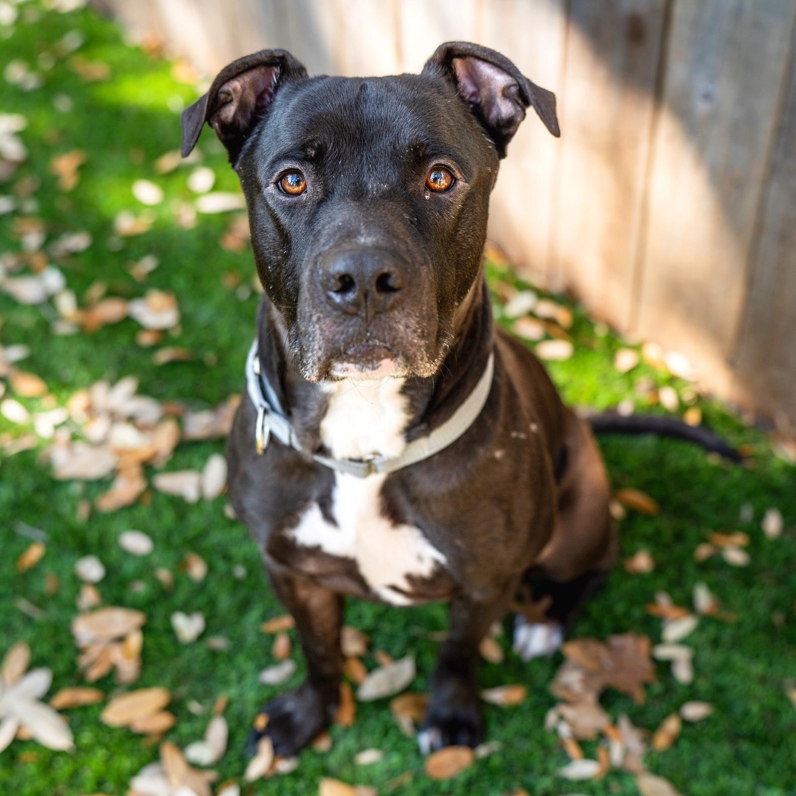 Enlarge Edwin, an adopted mixed breed in Auburn, MA image 6/6