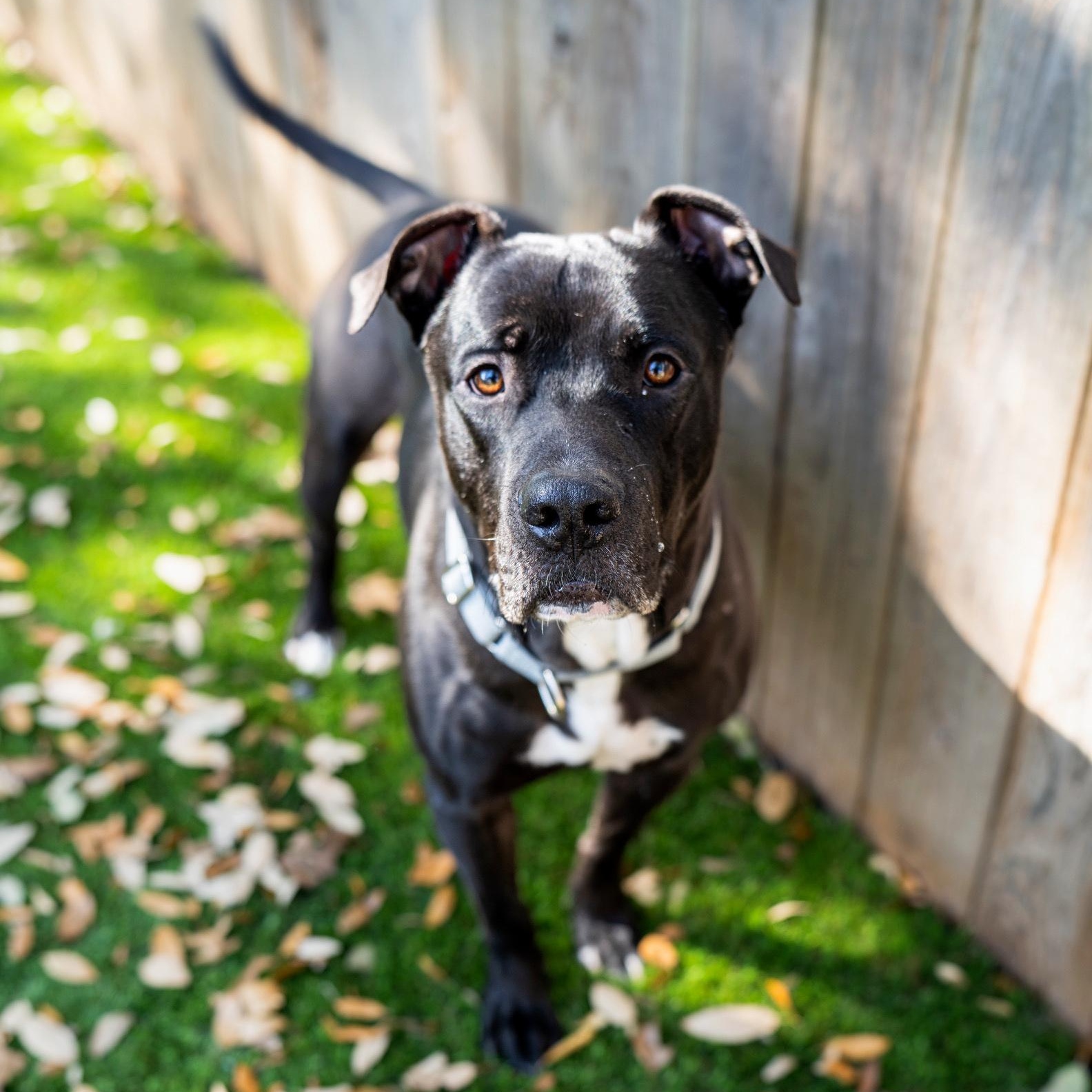 Enlarge Edwin, an adopted mixed breed in Auburn, MA image 4/6