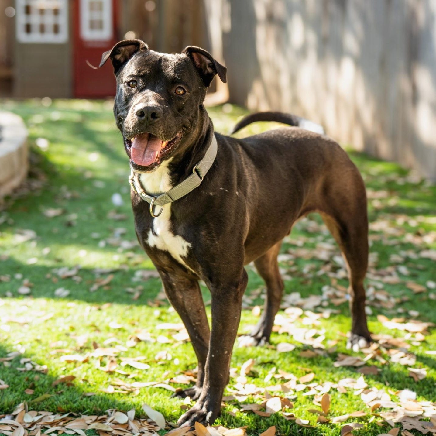 Enlarge Edwin, an adopted mixed breed in Auburn, MA image 1/6