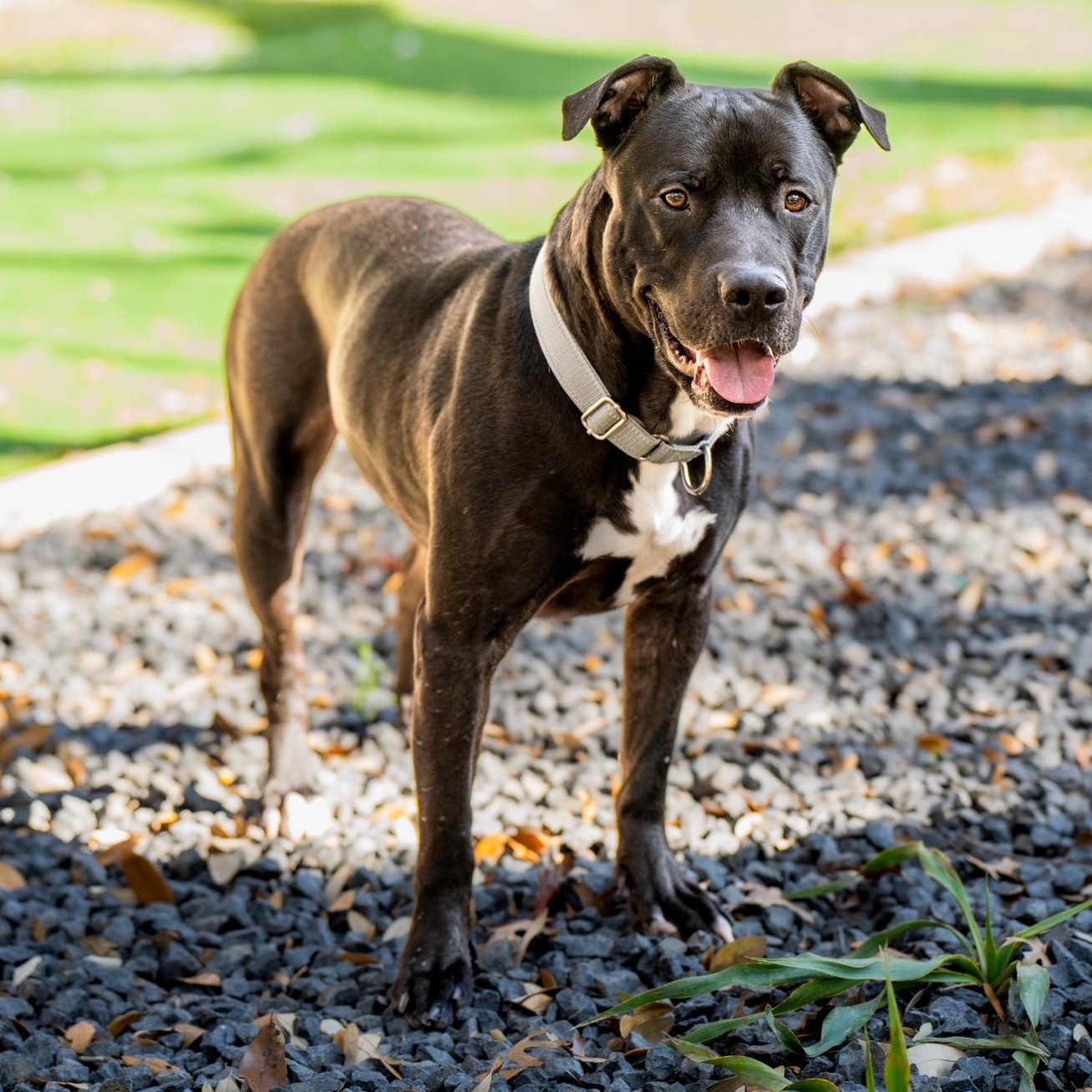 Enlarge Edwin, an adopted mixed breed in Auburn, MA image 3/6