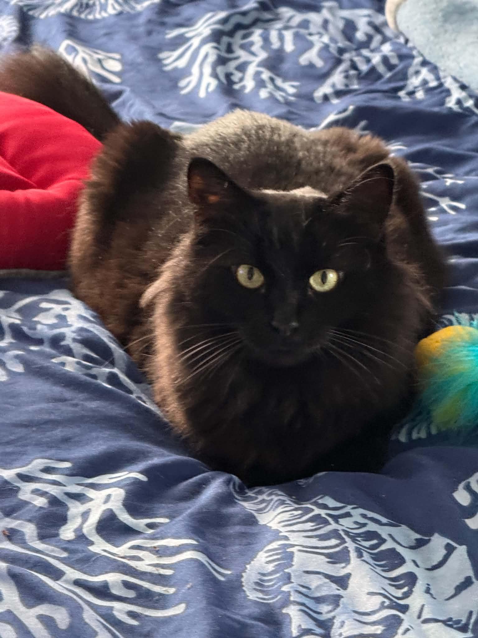 Enlarge Althea (ALLY), a Adopted Domestic Medium Hair in Hull, MA image 1/1