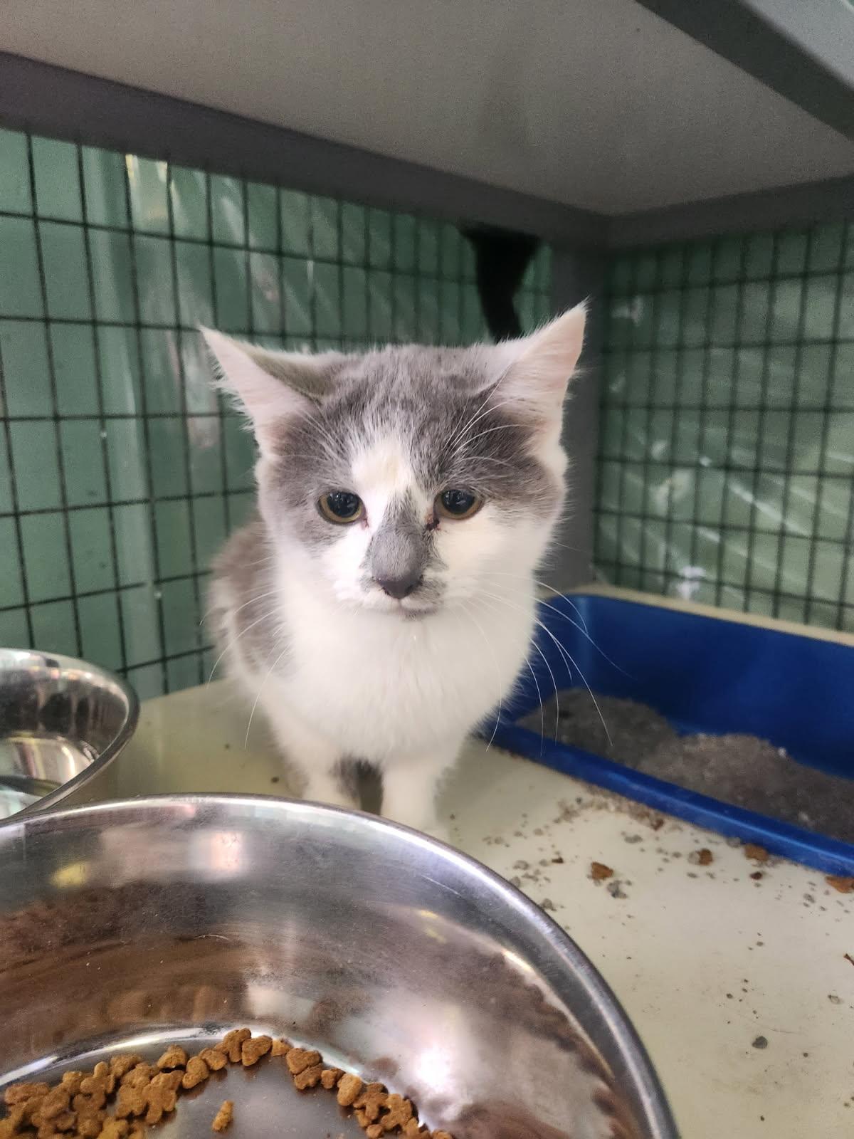 Acanthus, Adoptable, Young Female Domestic Short Hair.