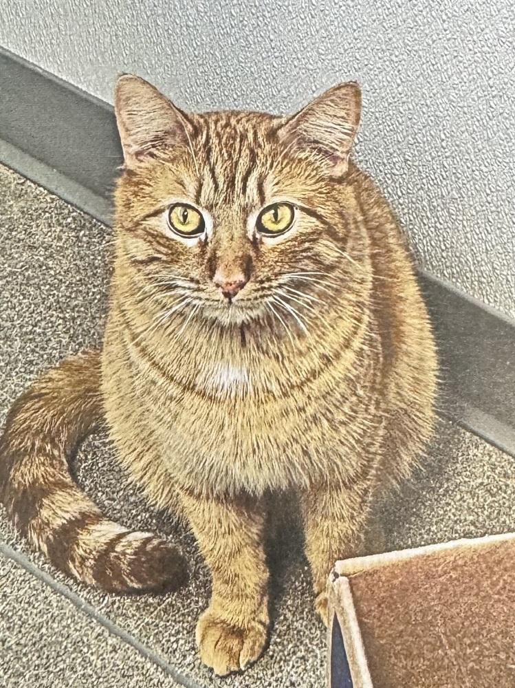 Enlarge Jeff, a Adoptable Domestic Short Hair in Fort Madison, IA image 1/2