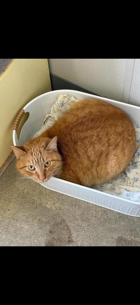 Jeff, a Adoptable Domestic Short Hair in Fort Madison, IA image 2/3