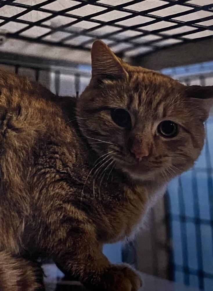 Enlarge Jeff, a Adoptable Domestic Short Hair in Fort Madison, IA image 2/2