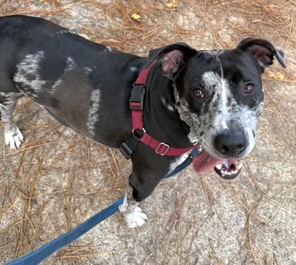 Astro, Adoptable, Adult Male Catahoula Leopard Dog & Mixed Breed.