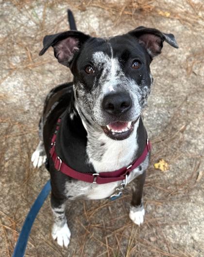 Astro, a Adoptable mixed breed in Palm Coast, FL image 2/3