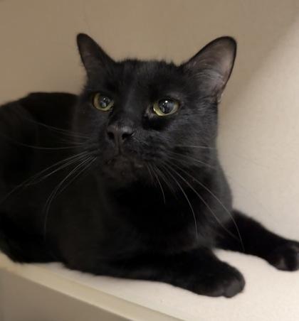 Enlarge Pooh & Piglet Bonded Pair, a Adoptable mixed breed in East Brookfield, MA image 1/1