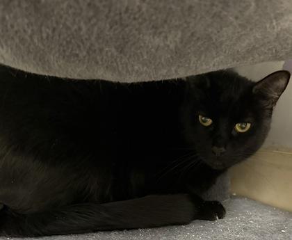 Pooh & Piglet Bonded Pair, Adoptable, Adult Male Domestic Short Hair & Domestic Short Hair.