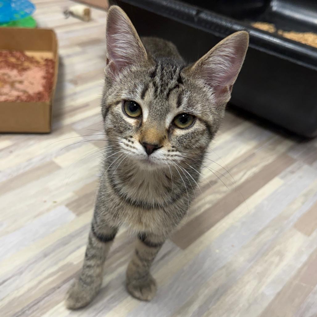 Enlarge Zyrtec, a Adoptable Domestic Medium Hair in Westminster, CA image 1/2