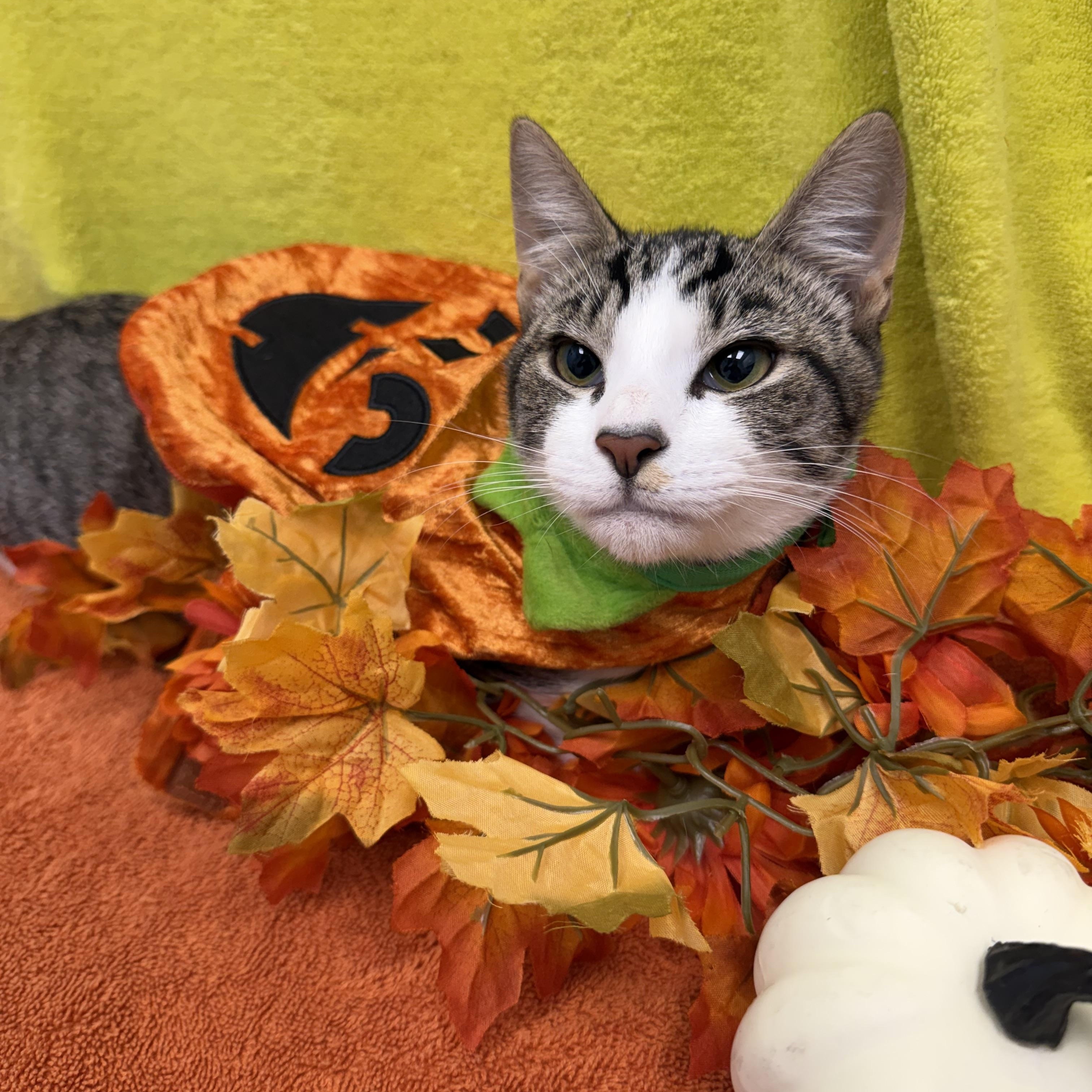 Enlarge Chocolate Chip, a Adoptable Domestic Short Hair in Bear, DE image 2/4