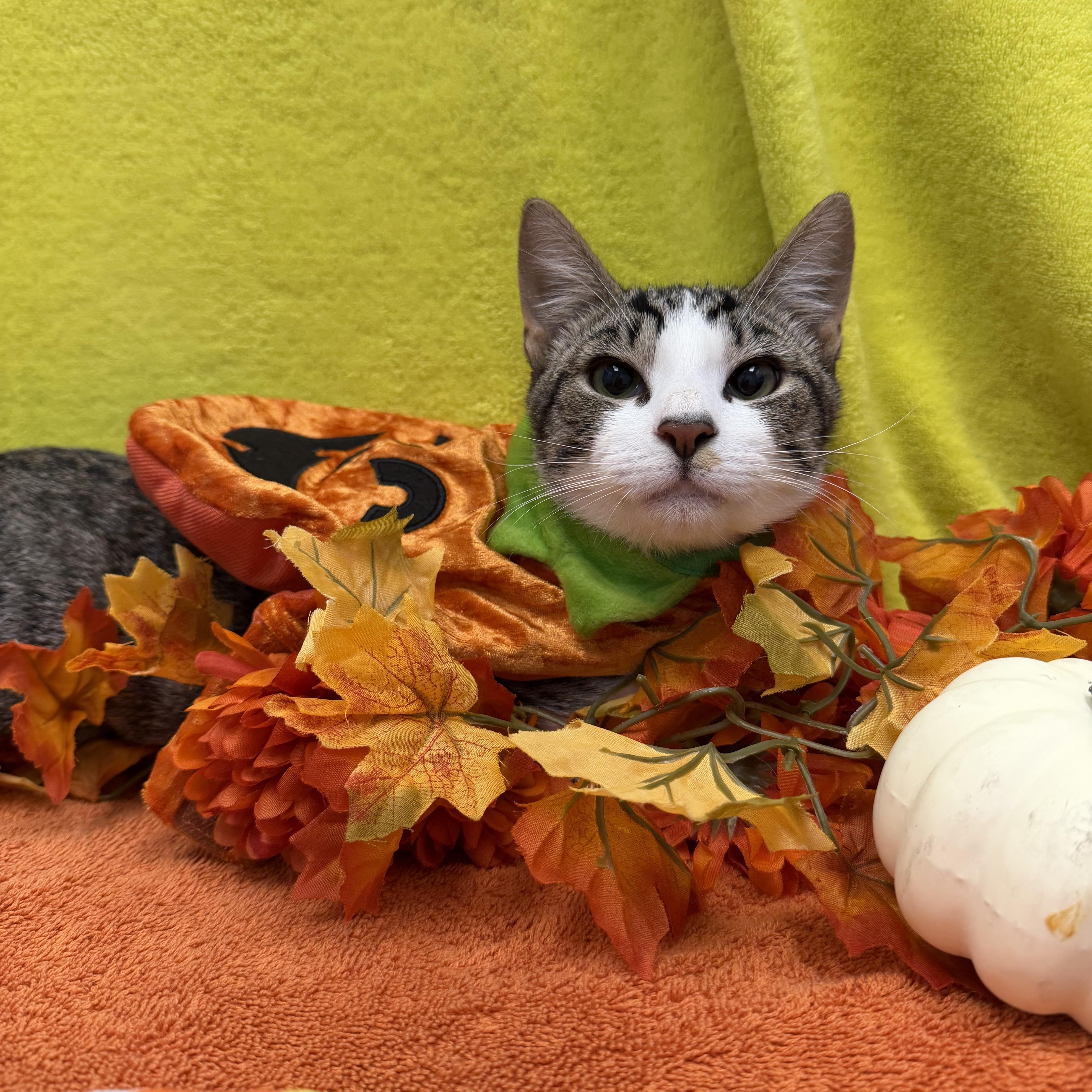 Enlarge Chocolate Chip, a Adoptable Domestic Short Hair in Bear, DE image 1/4