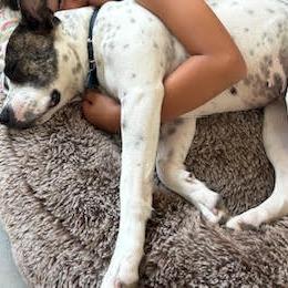 *** Bessie, Adoptable, Adult Female Pit Bull Terrier.