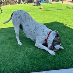 Enlarge *** Bessie, a Adoptable Pit Bull Terrier in Oceanside, CA image 2/3