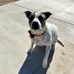 Enlarge *** Bessie, a Adoptable Pit Bull Terrier in Oceanside, CA image 3/3