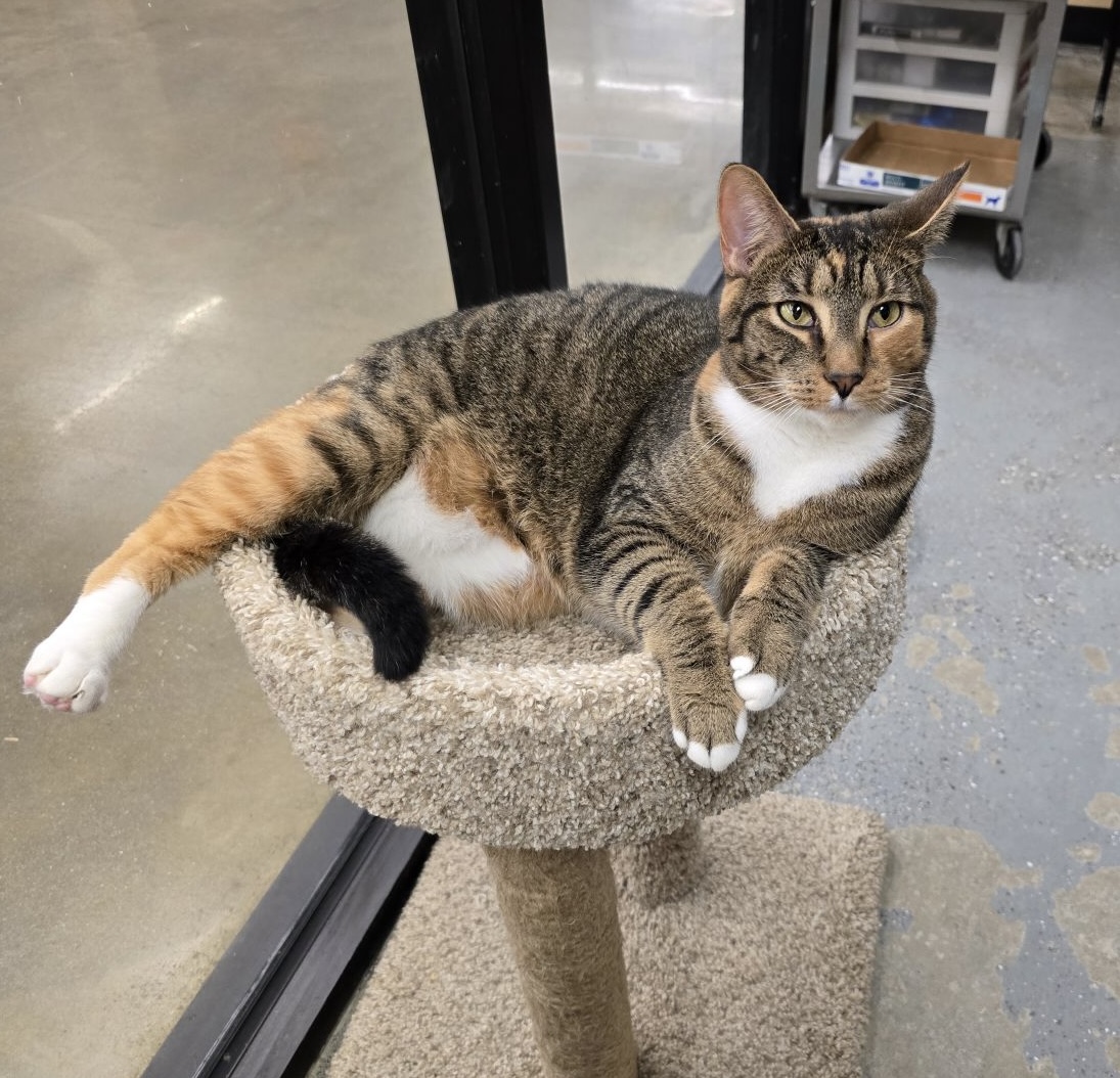 Enlarge Miriam, a Adoptable Domestic Short Hair in Columbia, SC image 2/6