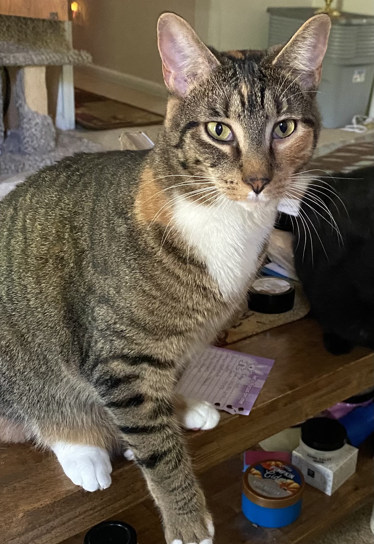 Enlarge Miriam, a Adoptable Domestic Short Hair in Columbia, SC image 1/6