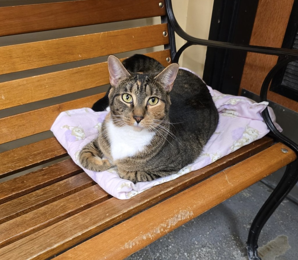 Enlarge Miriam, a Adoptable Domestic Short Hair in Columbia, SC image 3/6