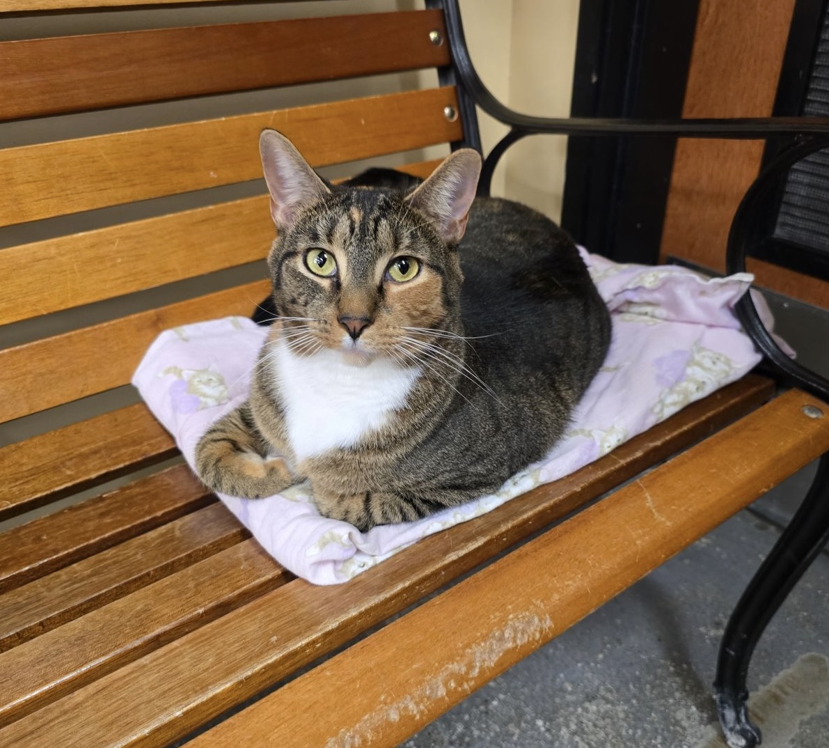 Enlarge Miriam, a Adoptable Domestic Short Hair in Columbia, SC image 6/6