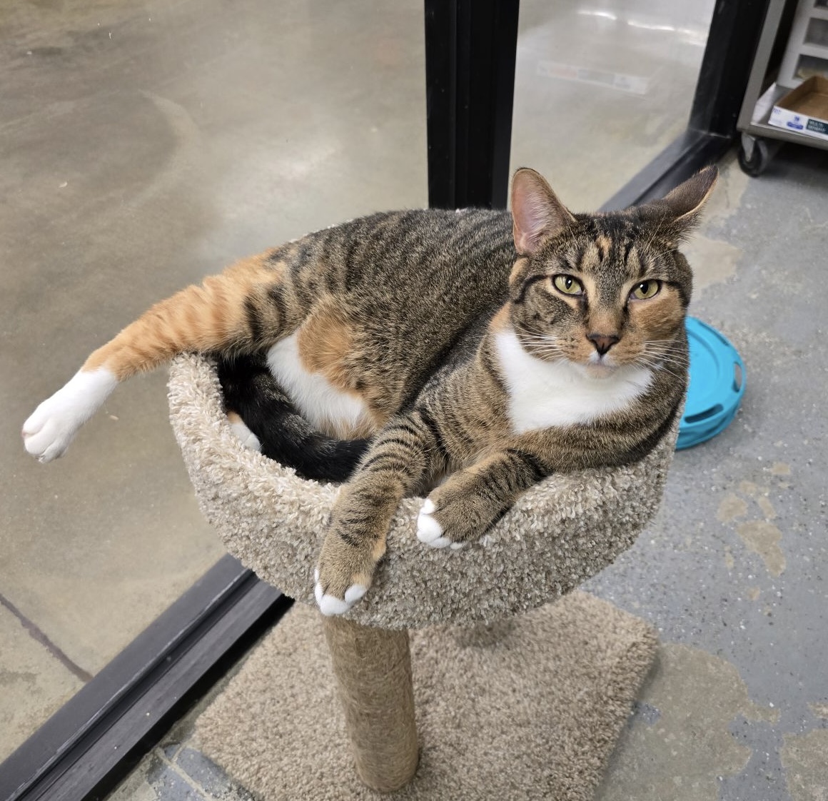 Miriam, Adoptable, Adult Female Domestic Short Hair.