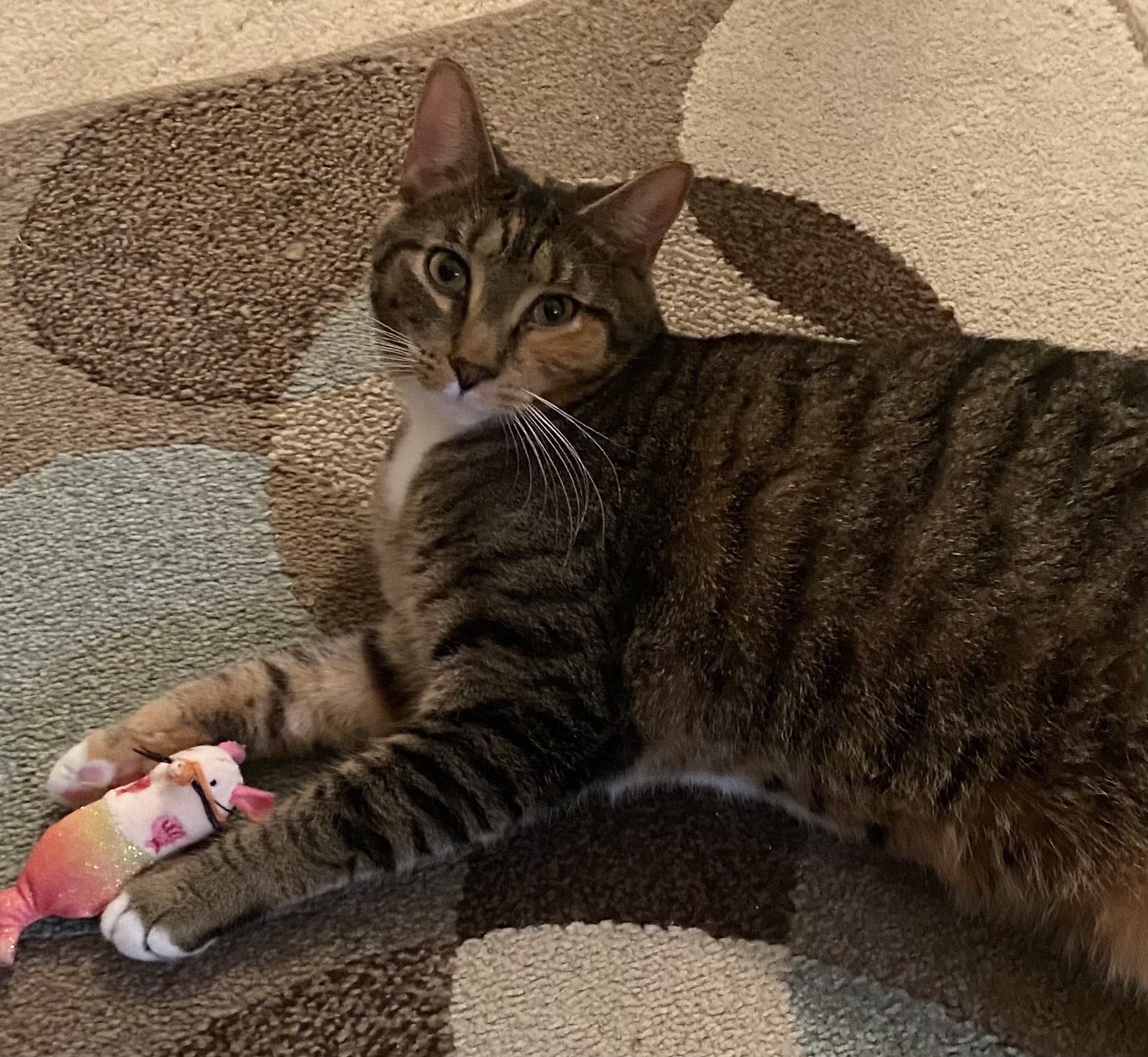 Enlarge Miriam, a Adoptable Domestic Short Hair in Columbia, SC image 4/6