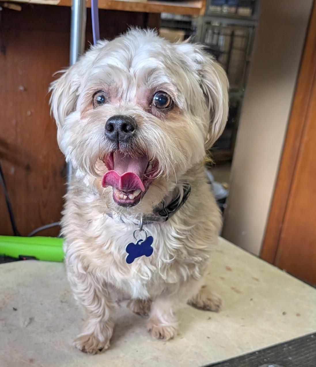 Enlarge Tilly, an adopted mixed breed in COEUR D ALENE, ID image 2/5