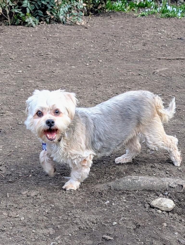 Enlarge Tilly, an adopted mixed breed in COEUR D ALENE, ID image 3/5