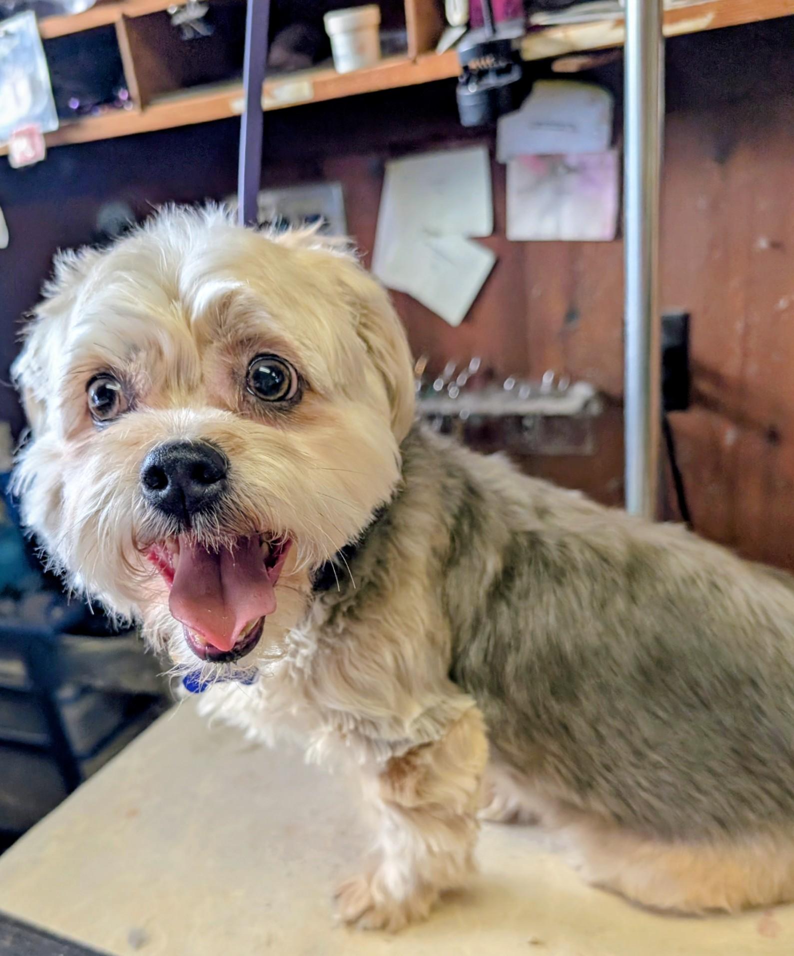 Enlarge Tilly, an adopted mixed breed in COEUR D ALENE, ID image 1/5