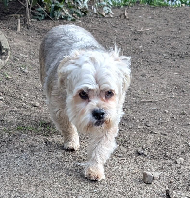 Enlarge Tilly, an adopted mixed breed in COEUR D ALENE, ID image 5/5