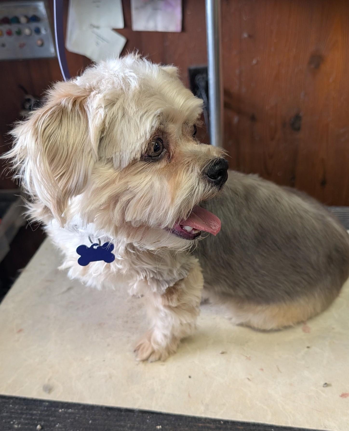 Enlarge Tilly, an adopted mixed breed in COEUR D ALENE, ID image 4/5