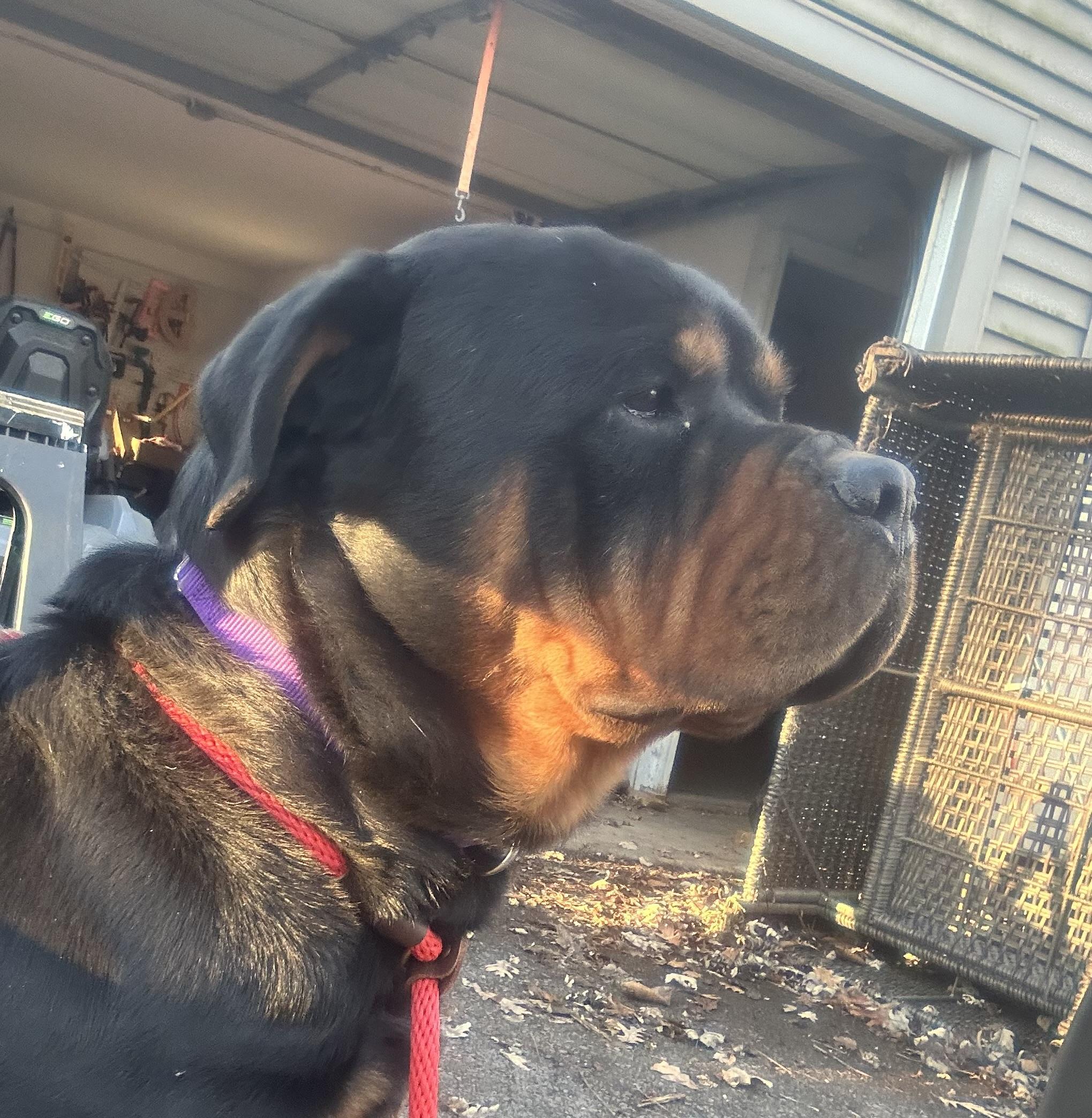 Enlarge Rocco, a ADOPTABLE Rottweiler in Patterson, NY image 4/6