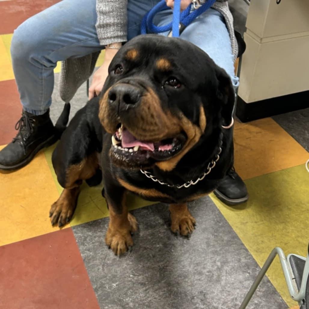 Enlarge Rocco, a ADOPTABLE Rottweiler in Patterson, NY image 3/6