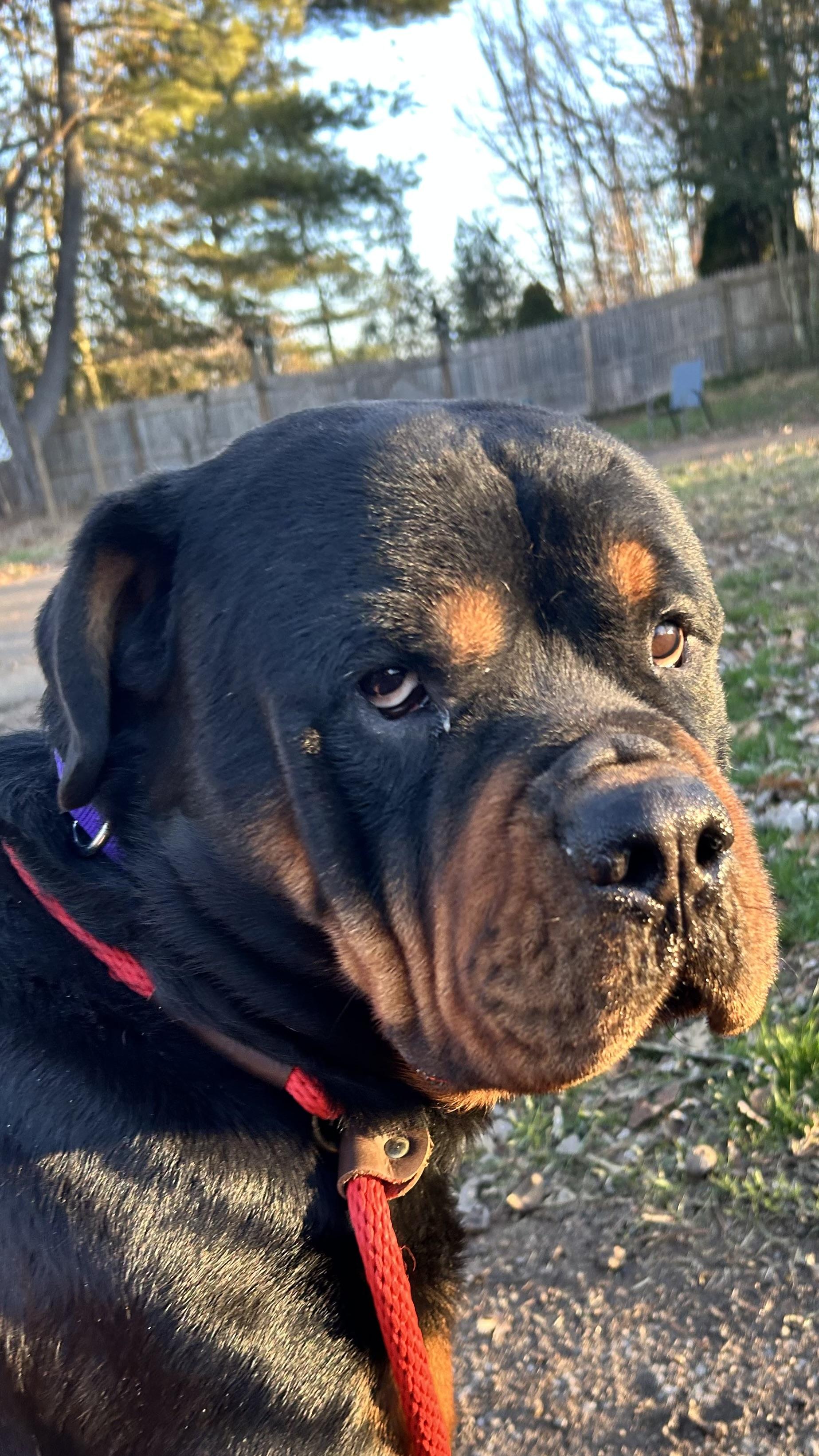 Enlarge Rocco, a ADOPTABLE Rottweiler in Patterson, NY image 1/6