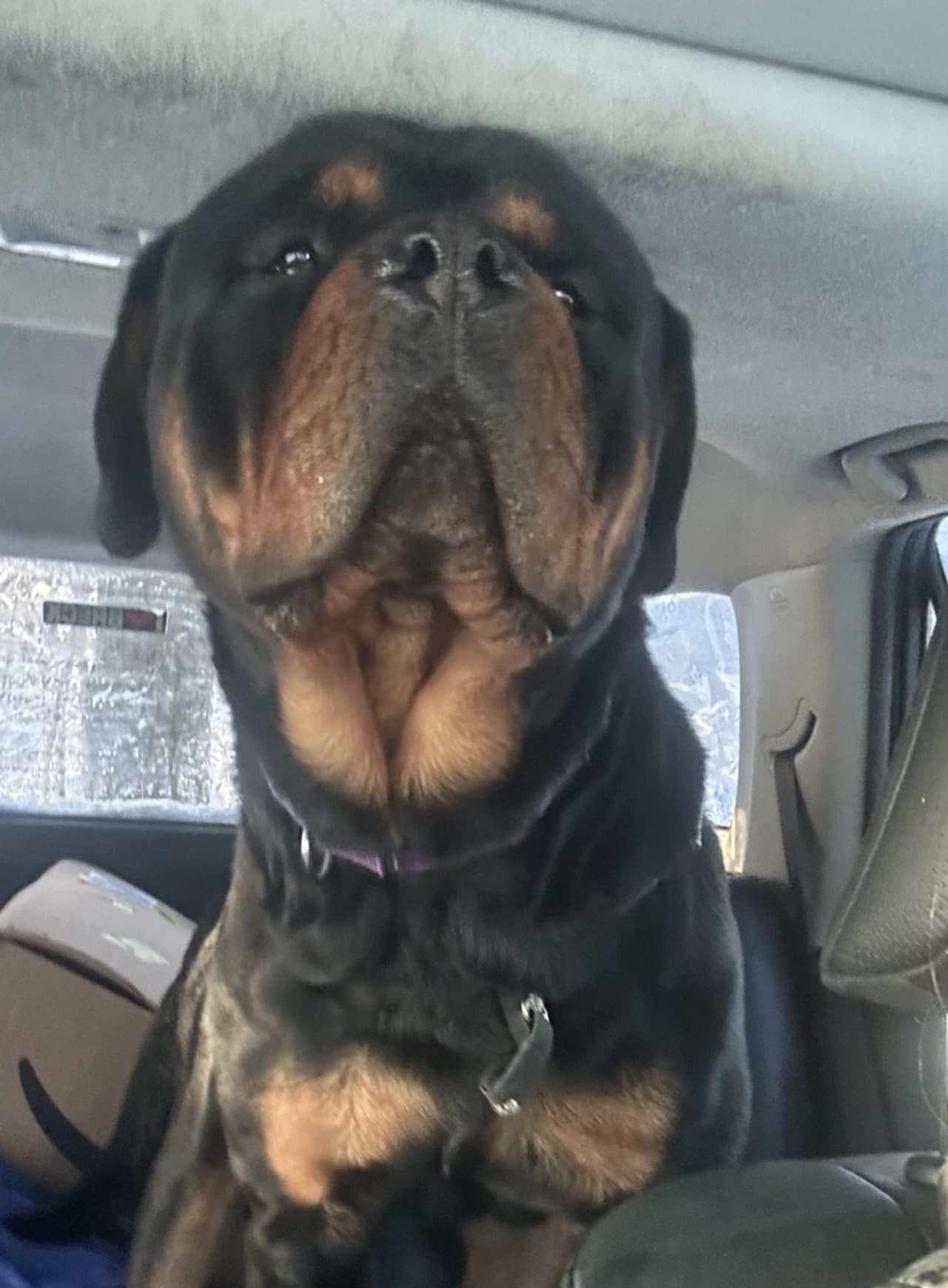 Enlarge Rocco, a ADOPTABLE Rottweiler in Patterson, NY image 2/6